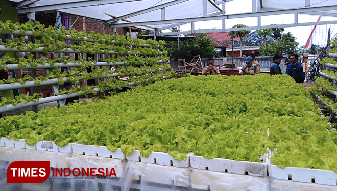 Pertanian iHidroponiki di Kabupaten iMalangi Kian Menjanjikan Pertanian iHidroponiki di Kabupaten iMalangi Kian Menjanjikan