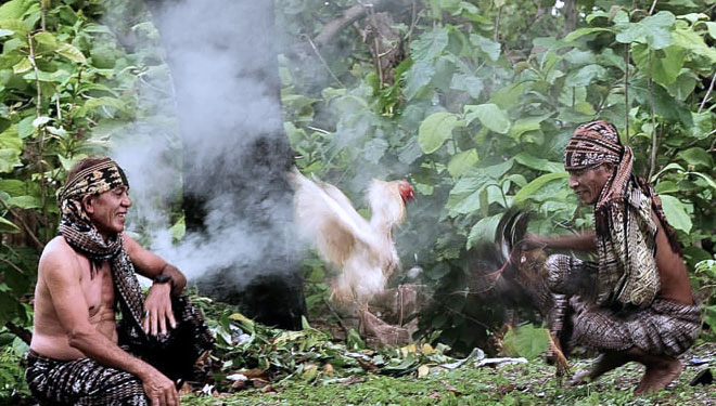 Ritual sabung ayam (Pe'iu Manu) masyarakat Sabu Raijua(FOTO:Istimewa)