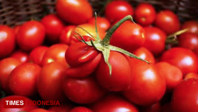 Musim Hujan, Harga Tomat di Pamekasan Melangit | TIMES Indonesia