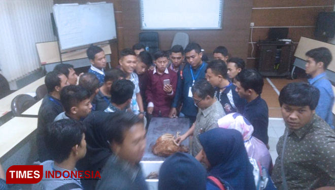 Usaha-Peternakan-Ayam-Petelur3.jpg