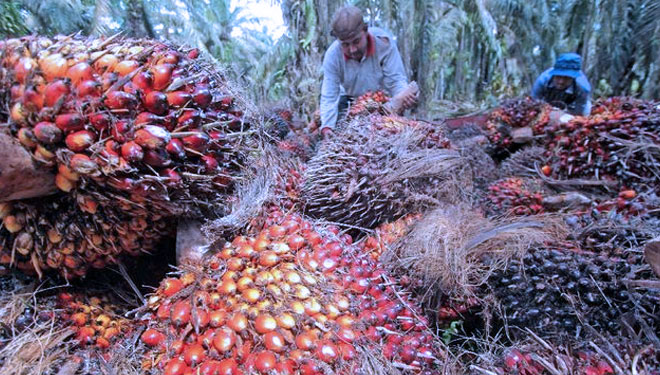 Palm Fruits (Image: Cnn Indonesia)