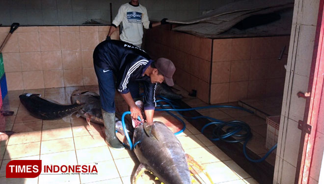 Ikan tuna hasil tangkapan nelayan saat dibersihkan di pelabuhan Sendangbiru. (Foto: Binar Gumilang / TIMES Indonesia)