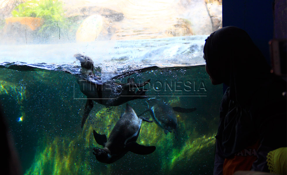 Penguin Humboldt yang ada di Eco Green Park bisa hidup di iklim tropis dan mampu berkembang biak dengan baik. (Foto : Tria Adha/TIMES Indonesia).