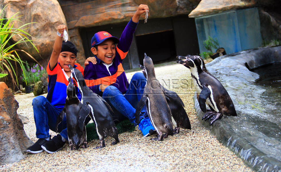 Pengunjung memberi makan pinguin dalam rangka Hari Penguin Internasional. (Foto : Tria Adha/TIMES Indonesia).