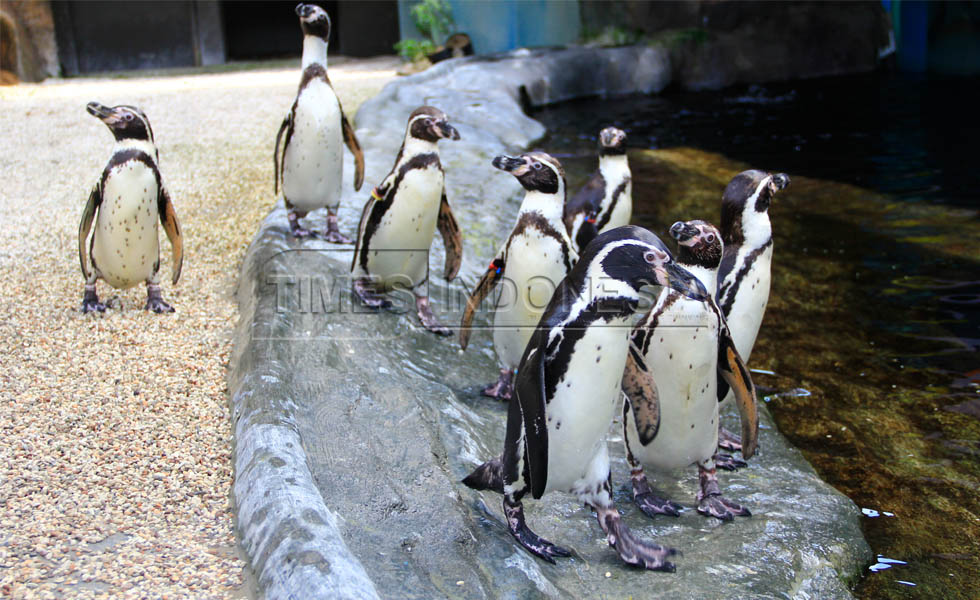 Penguin Humboldt yang ada di Eco Green Park bisa hidup di iklim tropis dan mampu berkembang biak dengan baik. (Foto : Tria Adha/TIMES Indonesia).