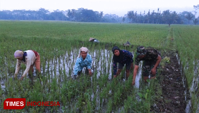 Babinsa Membantu membersihkan Gulma yang mengganggu tanaman padi. (FOTO: AJP/TIMES Indonesia)