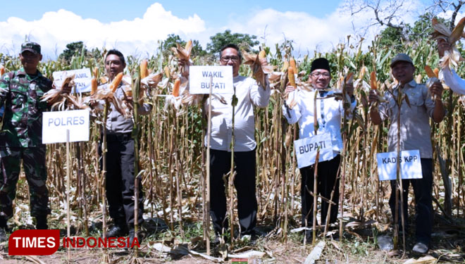 Bupati Lombok Utara Panen Raya Jagung di Kecamatan Bayan