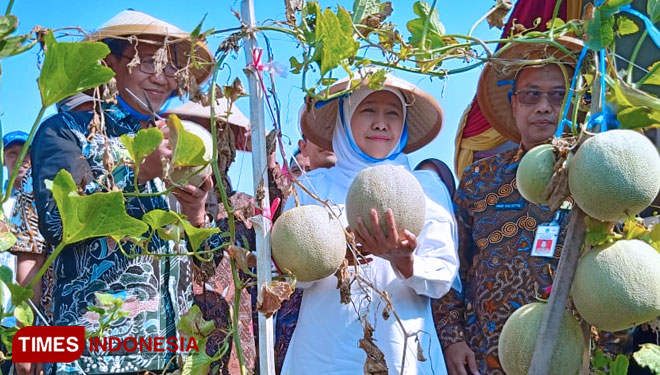 Gubernur Jawa Timur Dorong Perubahan Budidaya Melon Super 