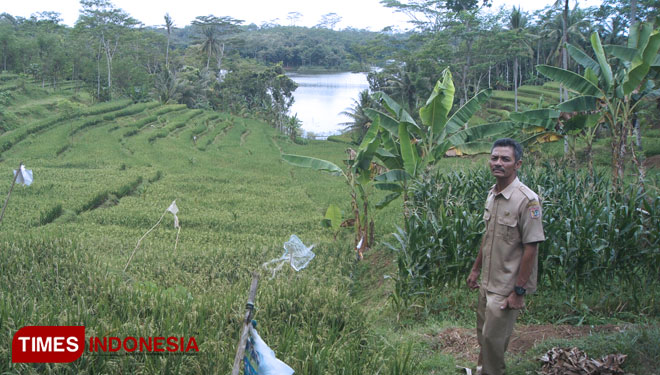 Wisata Sawah Terasering Di Desa Jambuwer Malang Tak Kalah