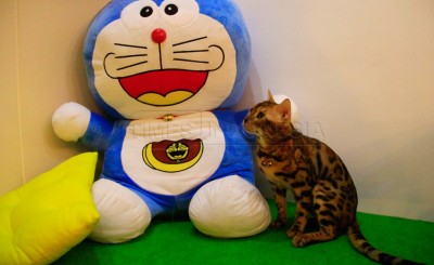 Nongkrong Seru Bersama Kucing di Neko Kepo Cat Cafe Malang