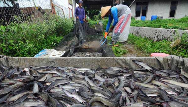 Ilustrasi ternak ikan lele. (FOTO: sumatra.bisnis.com)