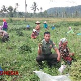 Babinsa Sumbersalak Kodim 0824 Jember Dampingi Petani Panen Kedelai