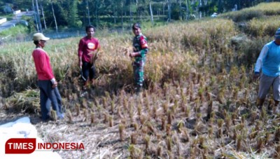 Tradisi Sorban Berjalan Sambut Nuzulul Quran Muslim 