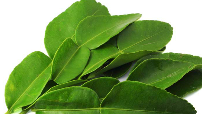 Daun Jeruk Purut. (Balancingnutrition.com)