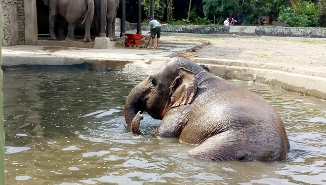 Salah satu koleksi gajah GL Zoo sedang dimandikan petugas perawatnya. (FOTO: Istimewa)