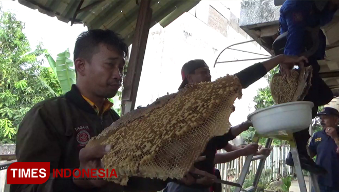 Sarang lebah yang berhasil dievakuasi unit damkar Kota Probolinggo. (FOTO: Happy L. Tuansyah/TIMES Indonesia)
