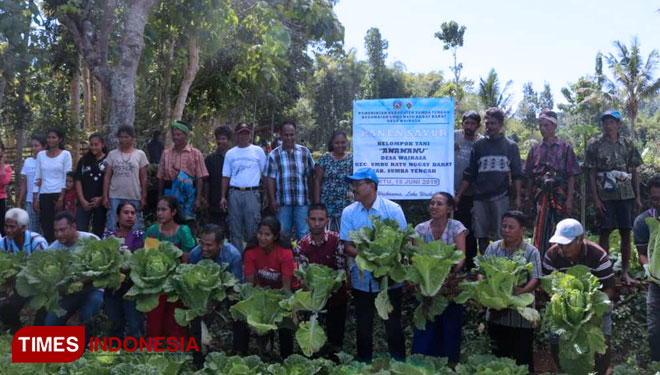 Bupati Sumba Tengah NTT Paulus S.K Limu dan kelompok Anamanu Desa Wairasa panen sayur bersama. (FOTO:Habibudin/TIMES Indonesia) 