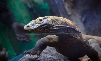 Mengenal Komodo, Sang Kadal Raksasa Penguasa Padang Sabana