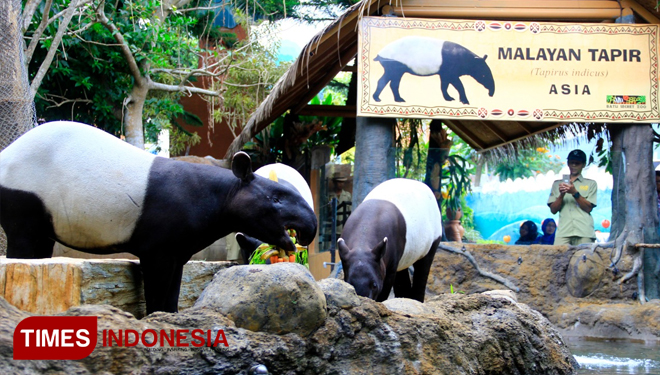 Sila satu ekor Tapir dari empat Tapir yang dimiliki oleh Secret Zoo Jatim Park 2. (Tria Adha/TIMES Indonesia)