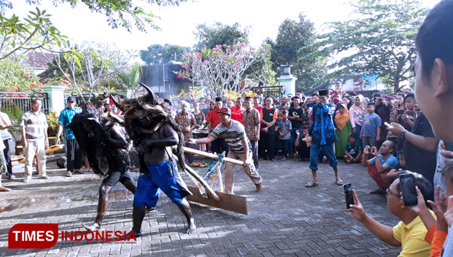 Tradisi Adat Kebo-Keboan Desa Watukebo, Kecamatan Blimbingsari, Banyuwangi. (Foto: Roghib Mabrur/TIMES Indonesia)