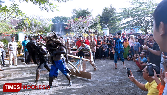 Kebo-Keboan at Watukebo, Blimbingsari, Banyuwangi. (Picture by: Roghib Mabrur/TIMES Indonesia)