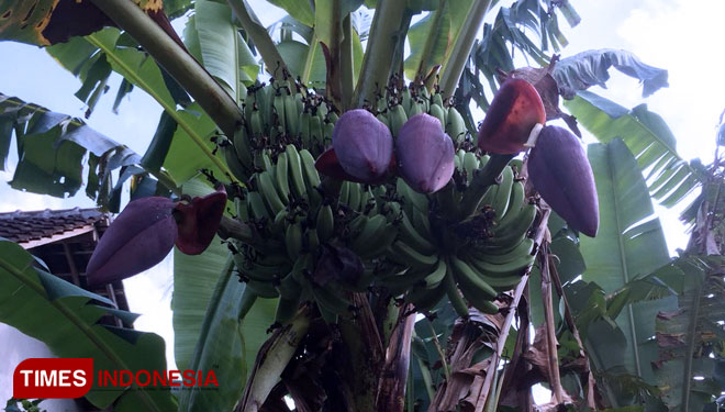 Pisang Unik, Bertandan 2 Berjantung 4 dipekarangan Muhlis, Kabupaten Banyuwangi. (FOTO: Agung Sedana/ TIMES Indonesia)