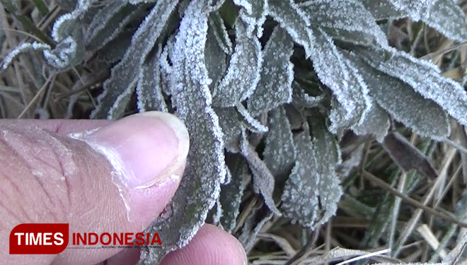 The ice crystals on the leaves near the sea of sand in Bromo, Probolinggo (PHOTO: Happy L. Tuansyah, TNBTS for TIMES Indonesia)