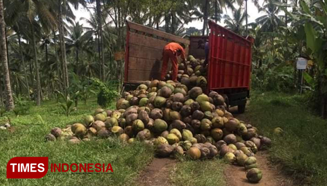 Buah kelapa terpaksa diturunkan dari truk karena warga Desa Pakel, Kecamatan Licin, Banyuwangi, melarang adanya aktivitas kendaraan angkutas di perkebunan yang masuk wilayah administrasi desa setempat. (Foto: Syamsul Arifin/TIMES Indonesia)