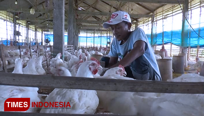 Aktifitas Samsul Arif, peternak mandiri di Desa Kalipang, Kecamatan Sugio, di kandang ayam miiknya, Selasa (25/6/2019). (FOTO: MFA Rohmatillah/TIMES Indonesia)