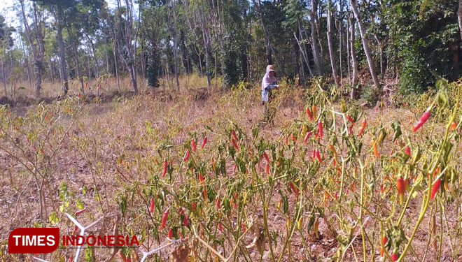 Salah satu tanaman cabai milik petani di Desa Bumbungan, Kecamatan Bluto, Sumenep. (Foto: Ach. Qusyairi Nurullah/TIMES Indonesia)