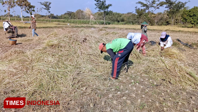 Sejumlah petani di Desa Mojopurno, Kabupaten Magetan, sedang mengumpulkan tanaman padi yang mengering. (Foto: Aditya Candra/TIMES Indonesia)