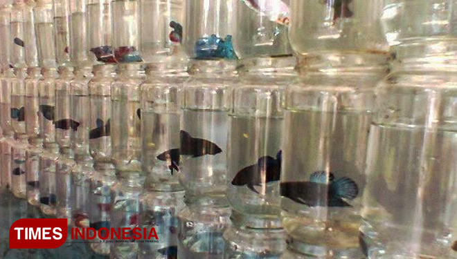 8700 Koleksi Gambar Ikan Cupang Dalam Botol Gratis 8700 Koleksi Gambar Ikan Cupang Dalam Botol Gratis
