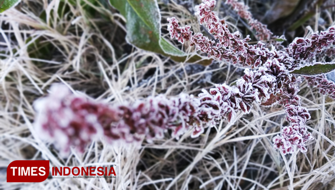 Wisatawan Penasaran Ingin Nikmati Embun Beku Bromo