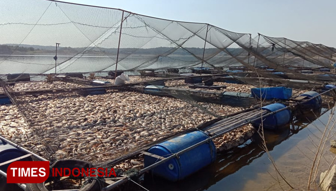 peternak-ikan-2.jpg