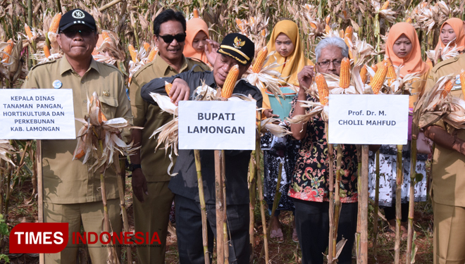 Bupati Lamongan Fadeli didampingi Sekkab Yuhronur Efendi dan Prof Cholil Mahfudz, memetik jagung dalam Panen Raya jagung Hibrida, di Desa Sendang Agung, Kecamatan Paciran, Senin (8/7/2019). (FOTO: Ardiyanto/TIMES Indonesia)