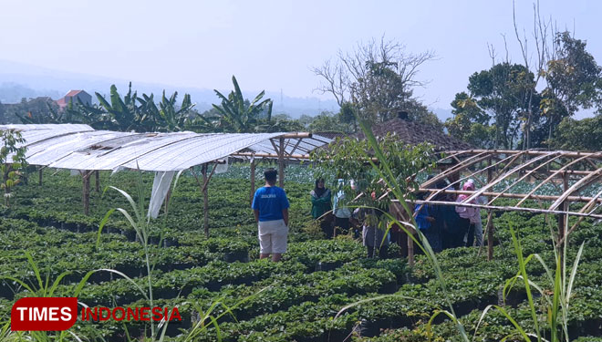 Wisata-Petik-Stroberi-b.jpg