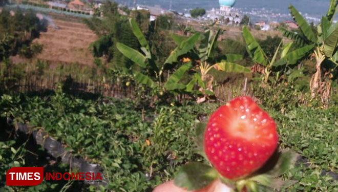 Wisata-Petik-Stroberi-d.jpg