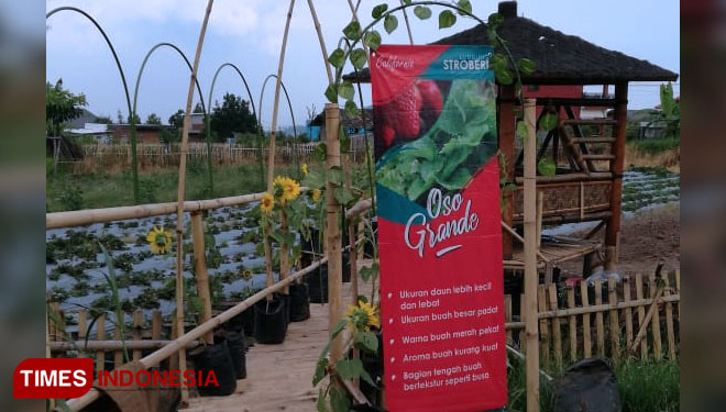 Wisata Petik Stroberi Desa Pandanrejo.