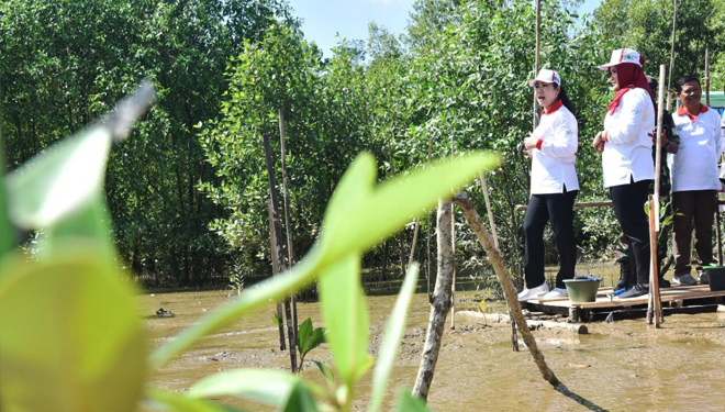 Lokasi Penanaman Mangrove di Pelabuhan Tanjung Api-Api. (FOTO: Istimewa)