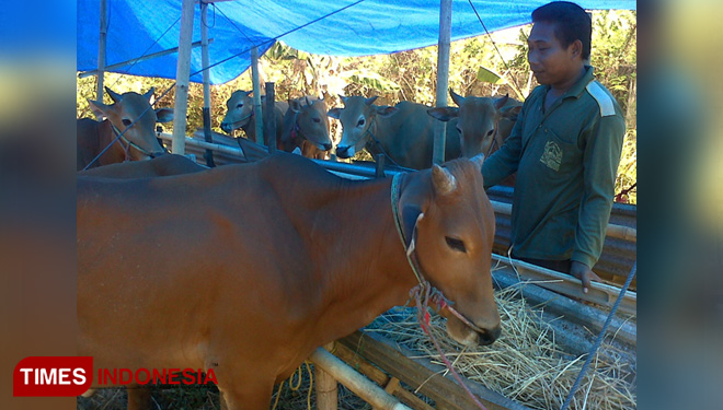 Salah satu peternak sapi madura di Sumenep. (FOTO: Ach. Qusyairi Nurullah/TIMES Indonesia)