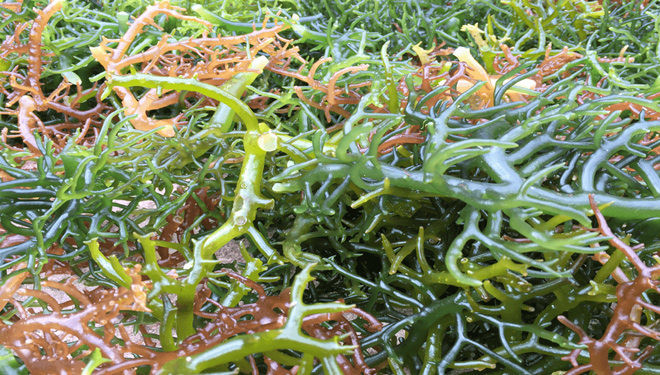 ILUSTRASI - Rumput Laut. (FOTO: agroindustri.id)