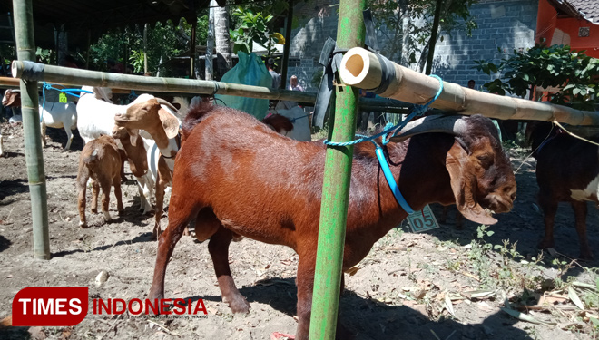 Jenis kambing Boer di Kontes Kambing Boer Blitar Cocoa Festival 2019 di Desa Kemloko, Kecamatan Nglegok, Kabupaten Blitar, Sabtu ( 13/7/2019). (Foto: Sholeh/TIMES Indonesia)