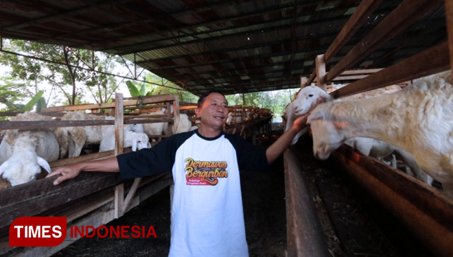 Proses pembibitan hewan qurbam di lumbung ternak wakaf ACT. (FOTO: AJP TIMES Indonesia)