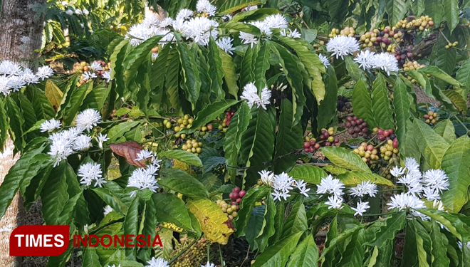 Jenis kopi arabica di perkebunan Kawisari Wlingi Kabupaten Blitar siap dipanen (foto: Kebun Kawisari for TIMES Indonesia)