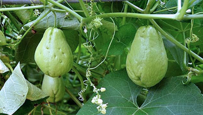 Chayote. (PHOTO: klikhijau.com)