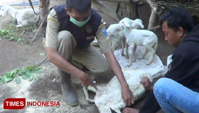 Tim Dinas Peternakan UPT Kecamatan Paiton, Kabupaten Probolinggo, melakukan pemeriksaan terhadap domba yang dimakan anjing liar. (FOTO: Dicko W/TIMES Indonesia)