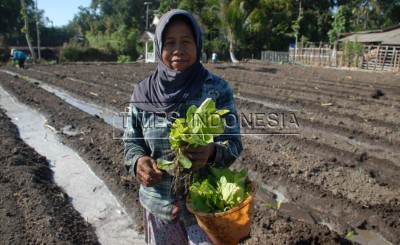 Potret Buruh Tani Daun Emas