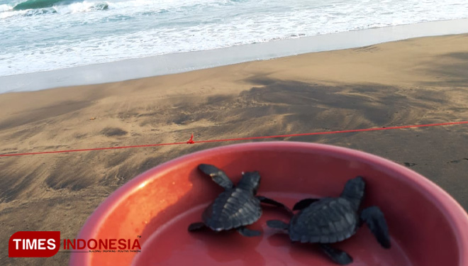 Bajulmati-Sea-Turtle-Conservation-2.jpg