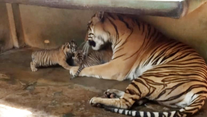 harimau-sumatera-2.jpg