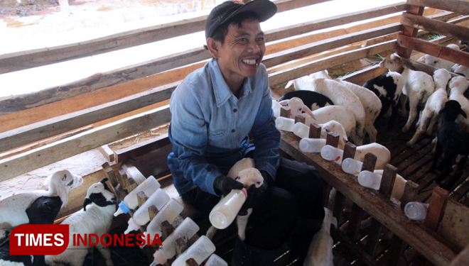kandang susuan dilengkapi dengan dot susu khusus untuk anak-anak kambing. (FOTO: AJP TIMES Indonesia)